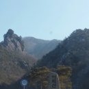 신비의소나무 앞 이미지