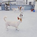 펫도그 애견스쿨 이미지