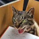 울디 동물병원 이미지