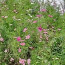 정선풍류펜션 이미지