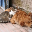 24시 송도힐 동물메디컬센터 이미지