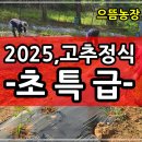 대일농장 | 2025년 으뜸농장 복합내병계 초특급 고추정식