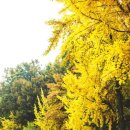 노랑노랑 이미지