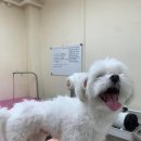 츄펫살롱 이미지