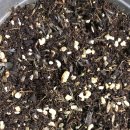 퍼플리아트리스 성장일기 이미지