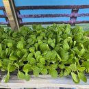 대구농약사 이미지