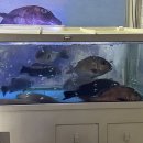 고봉회수산