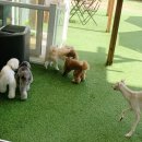 서울애견 이미지