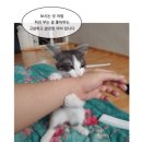 앙큼한고양이 이미지