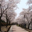 2012년 전국 벚꽃축제 일정 이미지