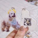 로이애견 | 산책 갈 때 필수! 로이가 써본 출력하라 강아지 네임택 리얼 후기 🐶