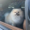 러블리 독 | 대전 동구 러블리독 :: 대전 동구 반려견 미용 전문샵...가위컷 미용 후기, 스파후기,가오동애견미용실