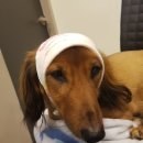 딜리동물병원 이미지