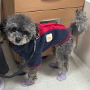 신발신은 강아지 | [강아지 일회용 신발] 산책할 때 다들 물어봐요 ! 🐾 일회용 신발 |실제 사용 후기