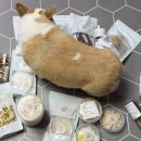 오늘도멍냥 이미지