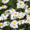 문암목장 이미지