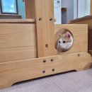 미카 이미지