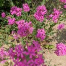 세븐일레븐신천본점 이미지