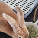 달나라 토끼농장 이미지