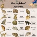 오성8길(어린이보호)(하늘땅바다친구들) | [2026 겨울] 호주여행 2일차(1) : Brew cafe, 페리 타고 타롱가주 가기, 서큘러키 태국음식 맛집 Snake...