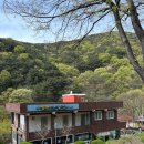 송이 초심정 이미지