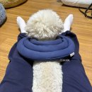 닥터각 동물병원 이미지