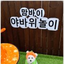 부산애견호텔 강아지 유치원 맘바이 서면본점 이미지