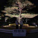 RR-98[도척로]-하-15 | 단풍의 계절과 나🍁(in 화담숲, 공원, 낙산공원, 용문사)