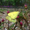 나비공원　 이미지