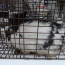 공덕 건강한 동물병원 이미지