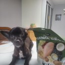 승승푸드 | [반려견 사료 추천] 트러스티푸드 동결건조사료 치킨패티 시니어 150g 🐶🍗