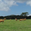 황소목장 이미지