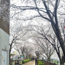굴포공원 | 2025. 4. 13일 사진 추가/인천 벚꽃명소 🌸 굴포천 벚꽃 굴포공원벚꽃 4월 10일 /부평구청 벚꽃