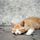 행복한고양이 이미지
