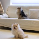 댕굴댕굴 이미지