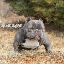 더 불리하우스 이미지