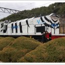 2017.6.15(목)백두대간 협곡열차V-Train 기차여행-태양의 후예촬영지-검룡소(한강발원지) 이미지