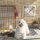 멍뭉이 미용실 | 청주 용정동 애견미용실 ‘허그멍뭉이’ 위생목욕+얼굴컷 후기