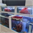 고등어다찌 이미지