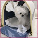 멍벤져스 이미지