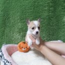 아기강아지 | 초보맘 후기!! 아기 강아지 식사 전 기다리기 훈련방법