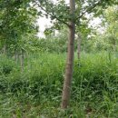 은행나무농장 이미지