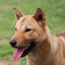 똥강아지 이미지