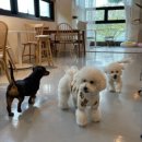 몽들(MONGDLE) 이미지