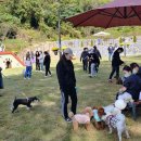 반려동물놀이터 이미지