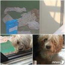 [가족의 발견(犬)] 베란다에 갇혀 자매견 죽음 지켜본 '미달이' 이미지