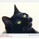 투슬리스