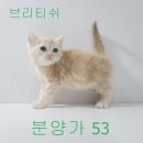 댕댕이냥냥 이미지