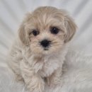 드림독 강아지분양 안심분양센터 잠실점 | 부천강아지분양 믿고 맡긴 곳! 드림독 강아지분양 안심분양센터 부천점 리얼후기