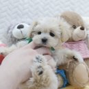 내품안의반려견 노원점 이미지